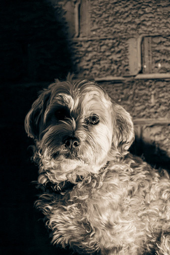 A dog enjoying pet-friendly living at Artefact on Argyle